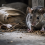 Alerta Sanitaria por Hantavirus en Chile: qué significa y cómo prevenir el contagio
